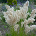 Silky Spike Melic (Melica ciliata) Ornamental Grass Seeds - Caribbean garden seed