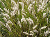 Silky Spike Melic (Melica ciliata) Ornamental Grass Seeds - Caribbean garden seed