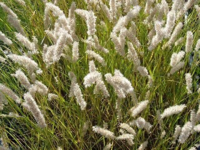 Silky Spike Melic (Melica ciliata) Ornamental Grass Seeds - Caribbean garden seed