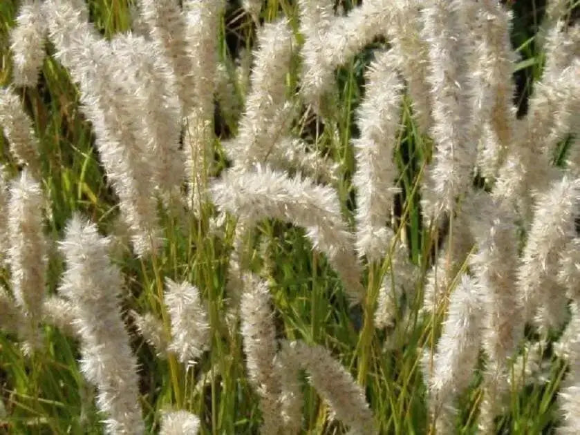 Silky Spike Melic (Melica ciliata) Ornamental Grass Seeds - Caribbean garden seed