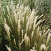 Silky Spike Melic (Melica ciliata) Ornamental Grass Seeds - Caribbean garden seed