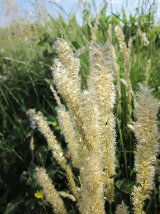 Silky Spike Melic (Melica ciliata) Ornamental Grass Seeds - Caribbean garden seed