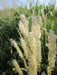 Silky Spike Melic (Melica ciliata) Ornamental Grass Seeds - Caribbean garden seed