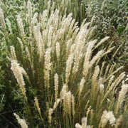 Silky Spike Melic (Melica ciliata) Ornamental Grass Seeds - Caribbean garden seed