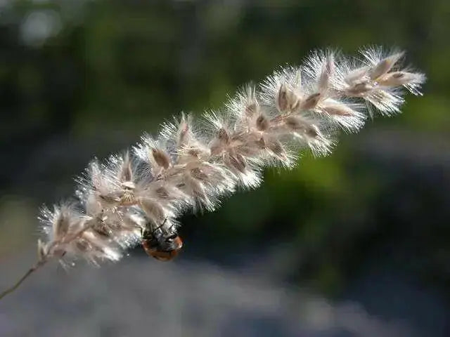 Silky Spike Melic (Melica ciliata) Ornamental Grass Seeds - Caribbean garden seed