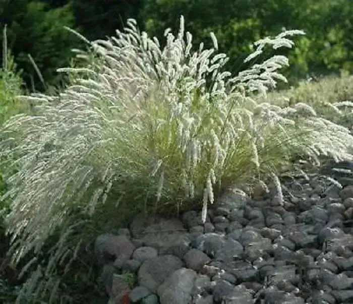 Silky Spike Melic (Melica ciliata) Ornamental Grass Seeds - Caribbean garden seed