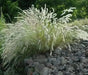 Silky Spike Melic (Melica ciliata) Ornamental Grass Seeds - Caribbean garden seed