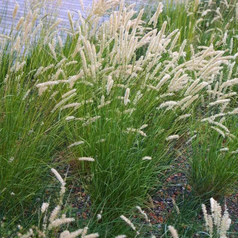 Silky Spike Melic (Melica ciliata) Ornamental Grass Seeds - Caribbean garden seed