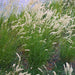 Silky Spike Melic (Melica ciliata) Ornamental Grass Seeds - Caribbean garden seed