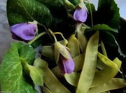 Snow Peas - Yellow Pods (100 Seeds),Collected at a market in India - Edible pods - Caribbean garden seed