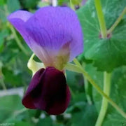Snow Peas - Yellow Pods (100 Seeds),Collected at a market in India - Edible pods - Caribbean garden seed