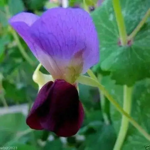 Snow Peas - Yellow Pods (100 Seeds),Collected at a market in India - Edible pods - Caribbean garden seed