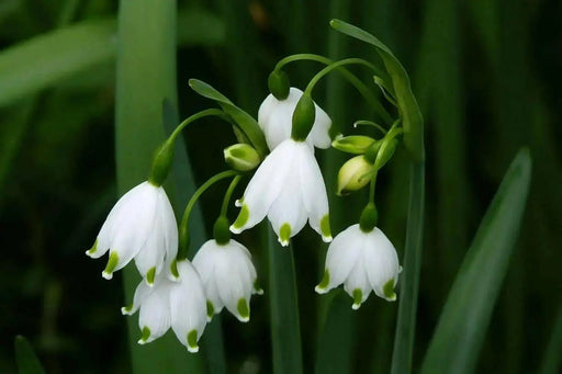 Snowdrops Bulbs,Leucojum Gravetye Giant, Perennial - Caribbean garden seed