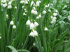 Snowdrops Bulbs,Leucojum Gravetye Giant, Perennial - Caribbean garden seed