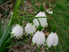 Snowdrops Bulbs,Leucojum Gravetye Giant, Perennial - Caribbean garden seed