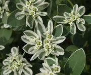 SNOW On THE MOUNTAIN, Flowers Seeds - Caribbean garden seed