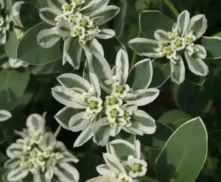 SNOW On THE MOUNTAIN, Flowers Seeds - Caribbean garden seed