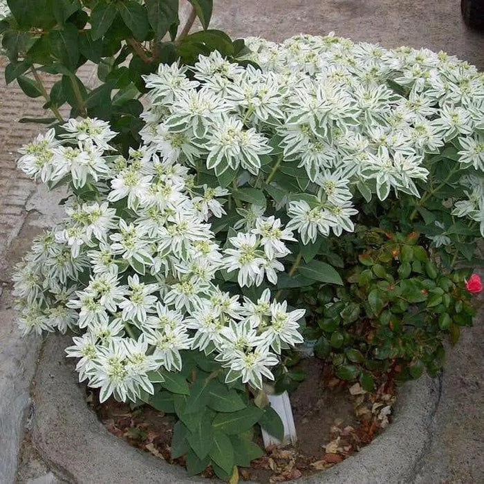 SNOW On THE MOUNTAIN, Flowers Seeds - Caribbean garden seed