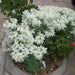SNOW On THE MOUNTAIN, Flowers Seeds - Caribbean garden seed