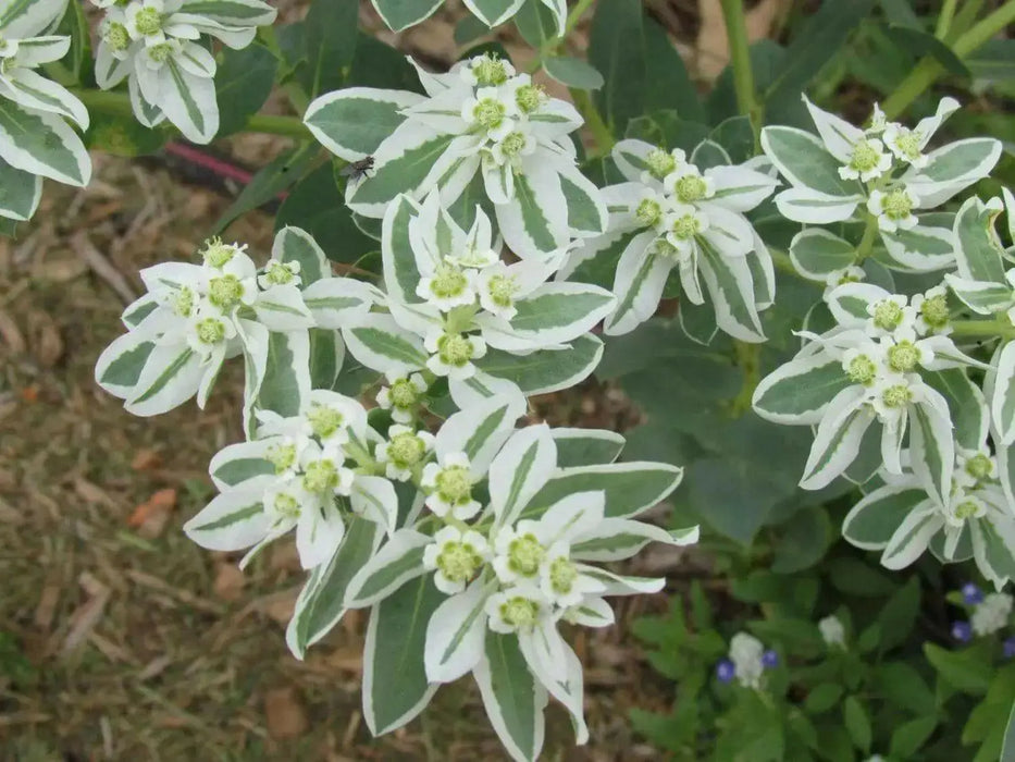SNOW On THE MOUNTAIN, Flowers Seeds - Caribbean garden seed