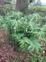Solomon Seal  White (Plant/ Roots) Shade Loving - Caribbean garden seed
