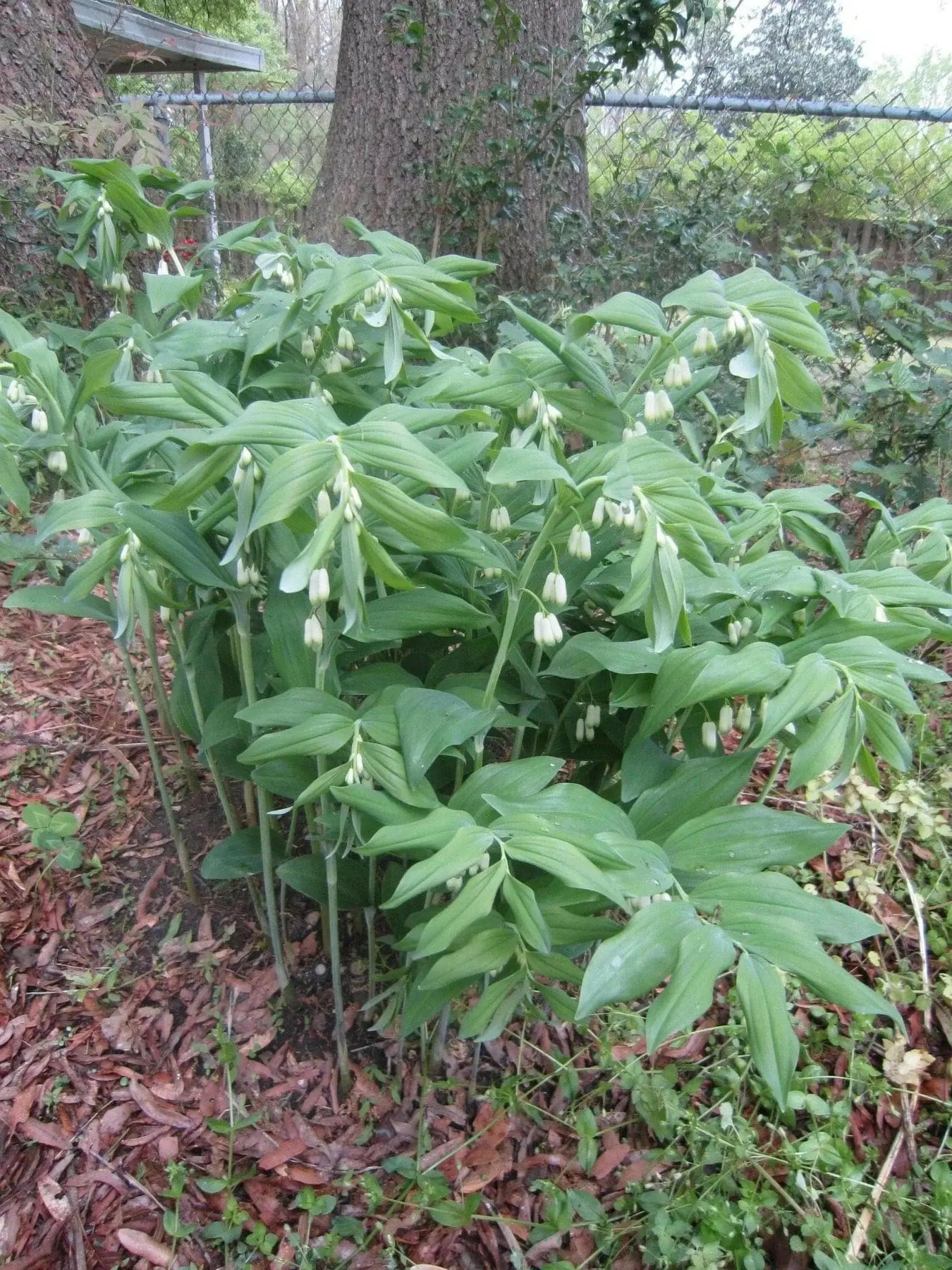 SOLOMON SEAL