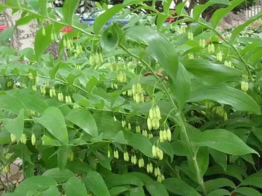 Solomon Seal  White (Plant/ Roots) Shade Loving - Caribbean garden seed