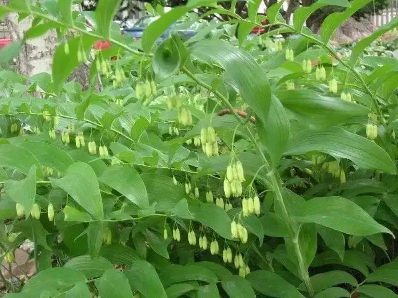 Solomon Seal  White (Plant/ Roots) Shade Loving - Caribbean garden seed
