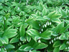 Solomon Seal  White (Plant/ Roots) Shade Loving - Caribbean garden seed