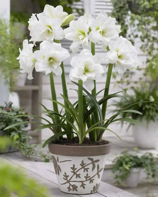 Sonatini Alasca Amaryllis (BULBS) DOUBLE WHITE FLOWERS - Caribbean garden seed
