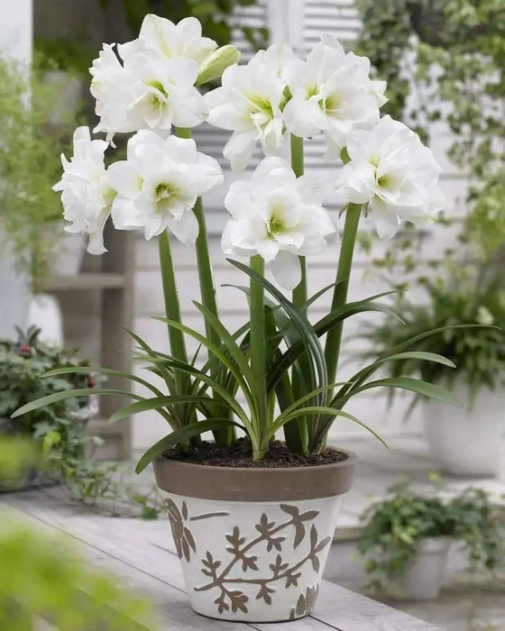 Sonatini Alasca Amaryllis (BULBS) DOUBLE WHITE FLOWERS - Caribbean garden seed