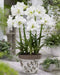 Sonatini Alasca Amaryllis (BULBS) DOUBLE WHITE FLOWERS - Caribbean garden seed