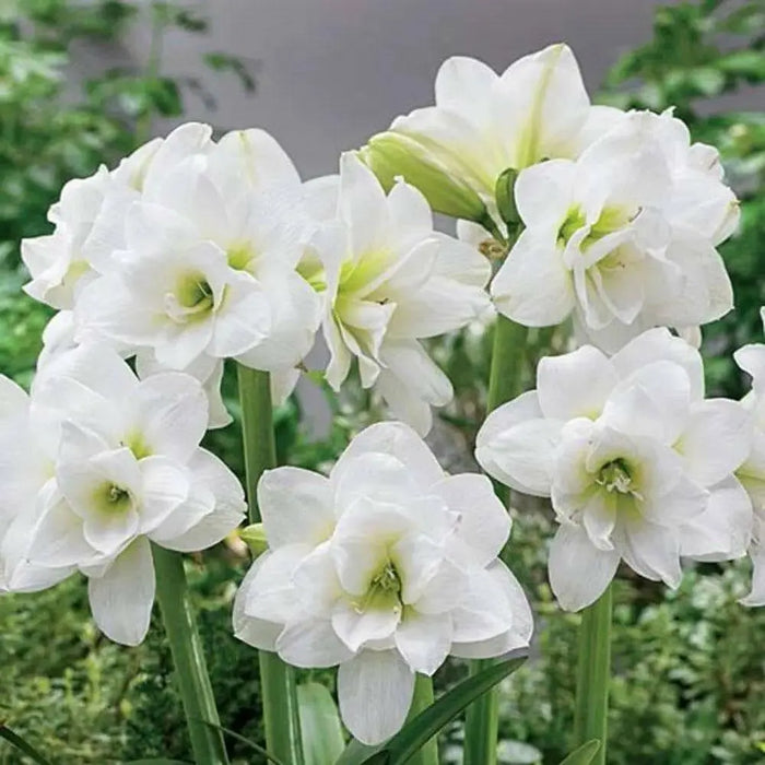 Sonatini Alasca Amaryllis (BULBS) DOUBLE WHITE FLOWERS - Caribbean garden seed