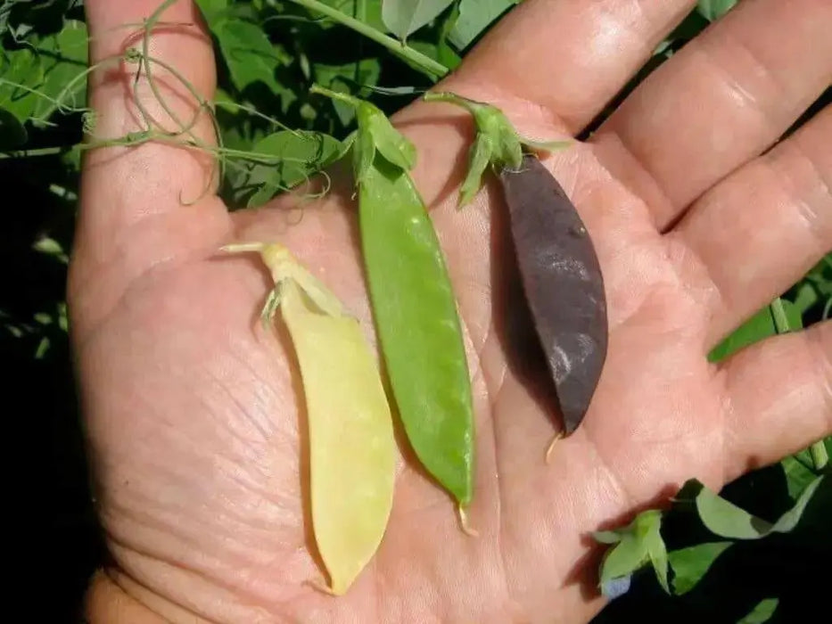 Snow peas-  Mix color - Yellow, Green, Purple Pods -Beautiful edible podded - Caribbean garden seed