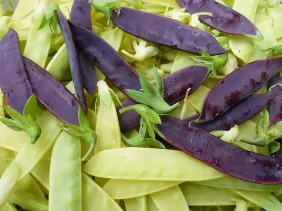 Snow peas-  Mix color - Yellow, Green, Purple Pods -Beautiful edible podded - Caribbean garden seed