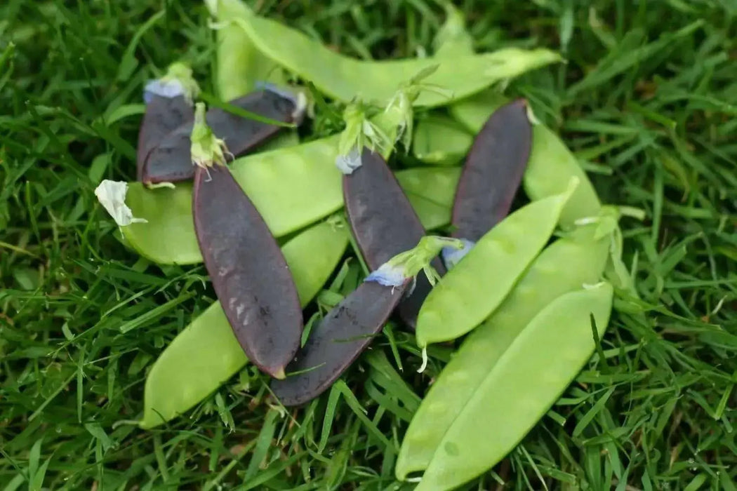 Snow peas-  Mix color - Yellow, Green, Purple Pods -Beautiful edible podded - Caribbean garden seed