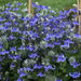 SOLITARY CLEMATIS  ,CLEMATIS Integrifolia - Flowers Seeds, PERENNIAL - Caribbean garden seed
