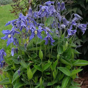 SOLITARY CLEMATIS  ,CLEMATIS Integrifolia - Flowers Seeds, PERENNIAL - Caribbean garden seed