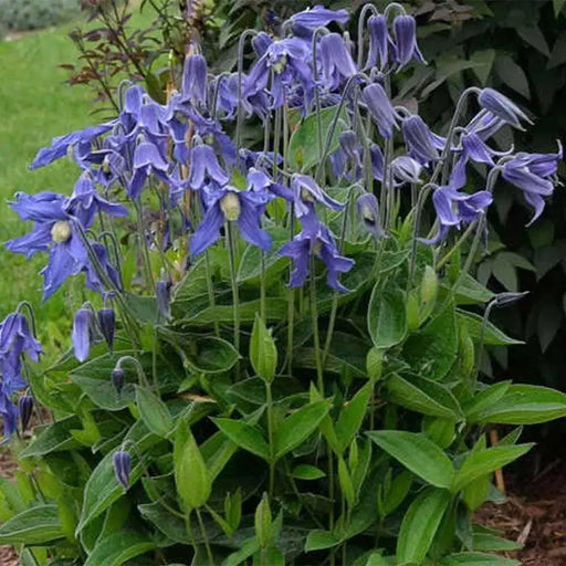 SOLITARY CLEMATIS  ,CLEMATIS Integrifolia - Flowers Seeds, PERENNIAL - Caribbean garden seed