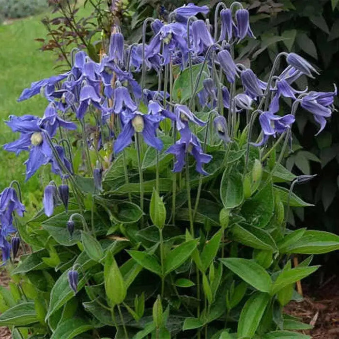 SOLITARY CLEMATIS  ,CLEMATIS Integrifolia - Flowers Seeds, PERENNIAL - Caribbean garden seed