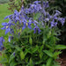 SOLITARY CLEMATIS  ,CLEMATIS Integrifolia - Flowers Seeds, PERENNIAL - Caribbean garden seed