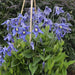 SOLITARY CLEMATIS  ,CLEMATIS Integrifolia - Flowers Seeds, PERENNIAL - Caribbean garden seed