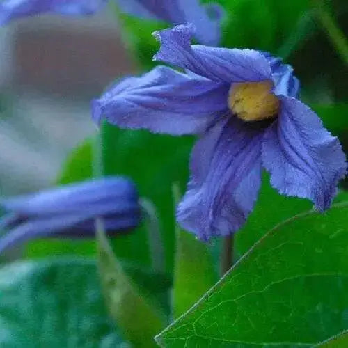 SOLITARY CLEMATIS  ,CLEMATIS Integrifolia - Flowers Seeds, PERENNIAL - Caribbean garden seed
