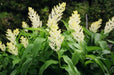 Solomon’s plume Flowers seed, Smilacina racemosa  (MAIANTHEMUM)  shade loving - Caribbean garden seed
