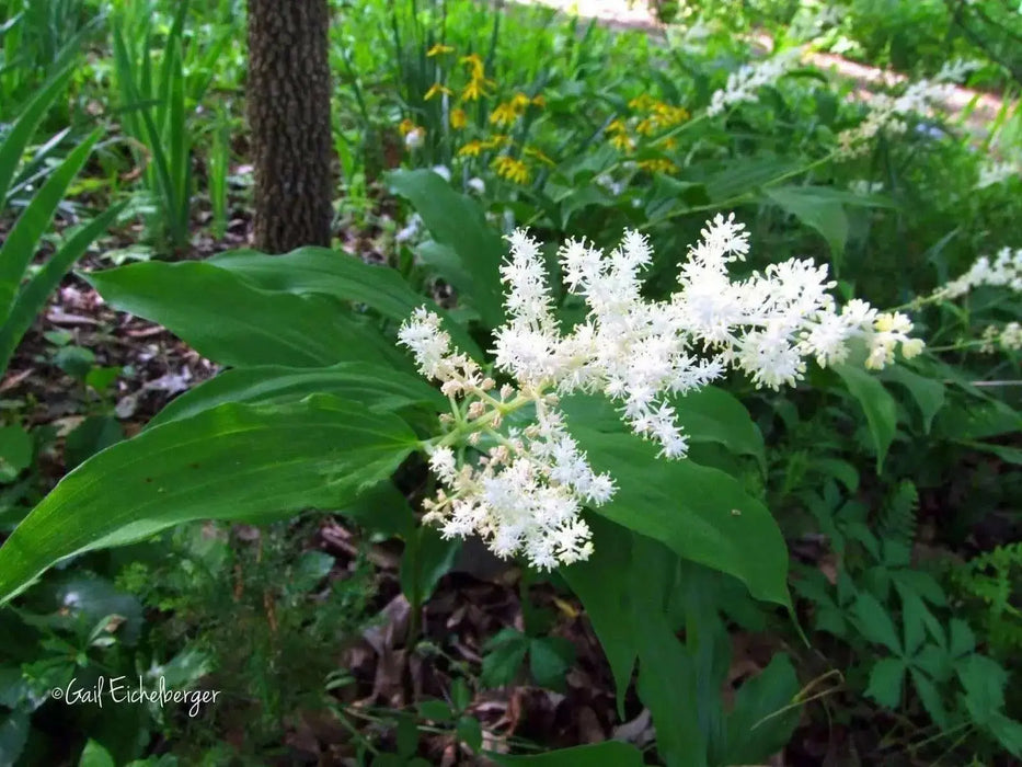 Solomon’s plume Flowers seed, Smilacina racemosa  (MAIANTHEMUM)  shade loving - Caribbean garden seed
