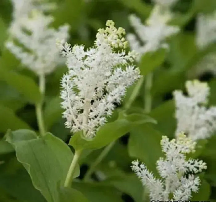 Solomon’s plume Flowers seed, Smilacina racemosa  (MAIANTHEMUM)  shade loving - Caribbean garden seed