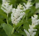 Solomon’s plume Flowers seed, Smilacina racemosa  (MAIANTHEMUM)  shade loving - Caribbean garden seed
