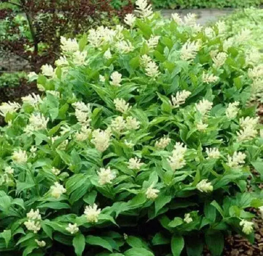 Solomon’s plume Flowers seed, Smilacina racemosa  (MAIANTHEMUM)  shade loving - Caribbean garden seed