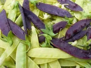 Snow peas- Blend, Yellow, Green, Purple Pods -Beautiful ! - Caribbean garden seed