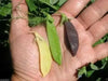 Snow peas- Blend, Yellow, Green, Purple Pods -Beautiful ! - Caribbean garden seed